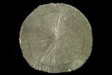 Pyrite Sun - Sparta, Illinois #136635-1